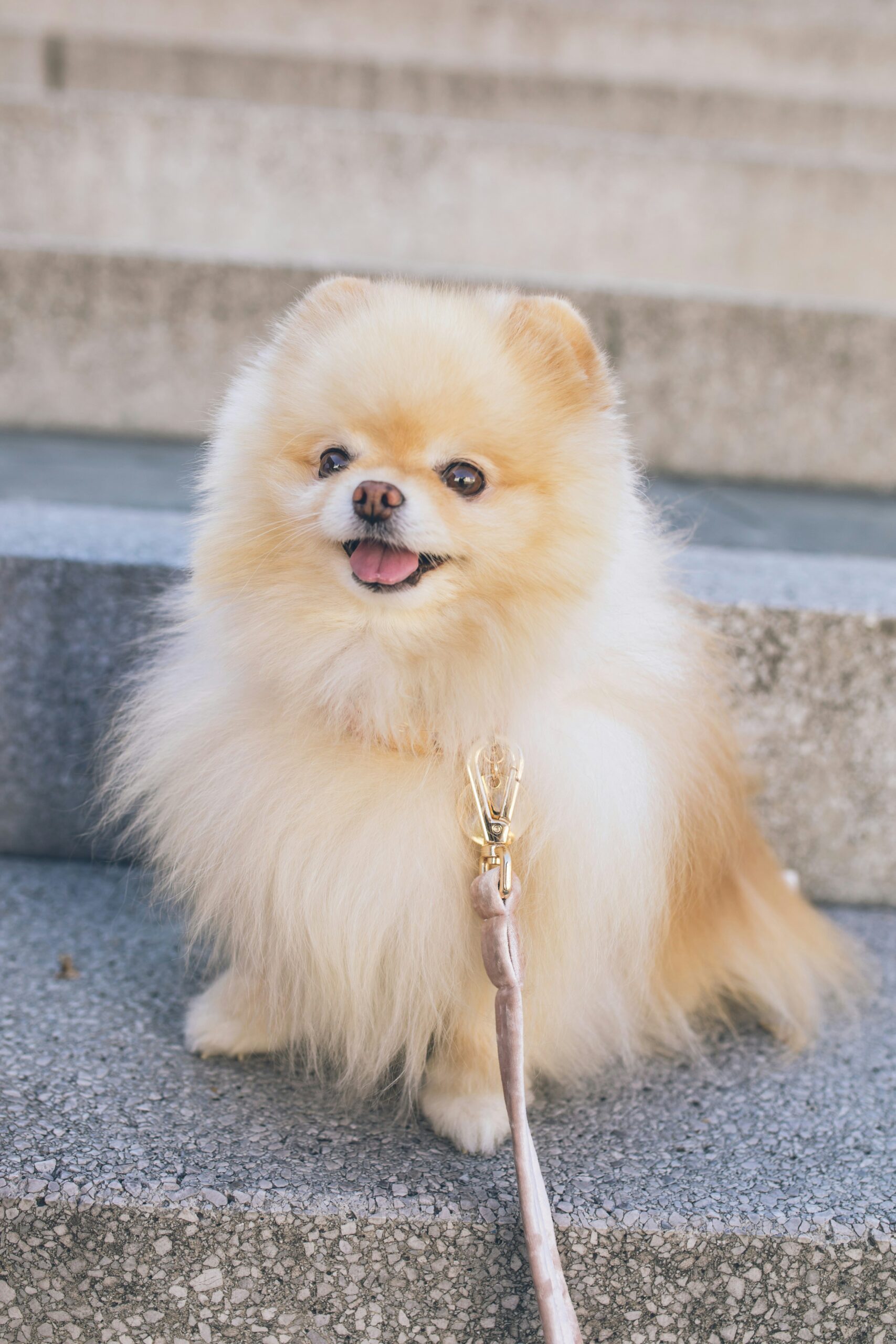 CUTE DOG